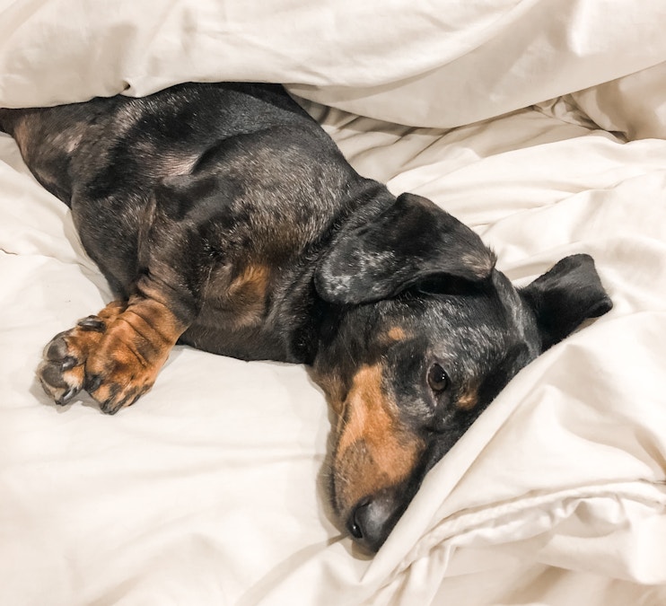 Doggie Flu Season - Canine Cough